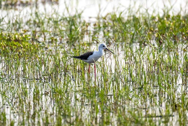 Black-winged Black-winged Stilt (Himantopus himantopus), in the water, Okavango Delta, Moremi Game Reserve, Botswana