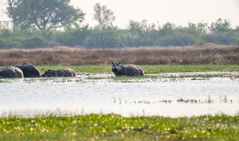 Hippos (Hippopatamus amphibius), group in the water, Okavango Delta, Moremi Game Reserve, Botswana