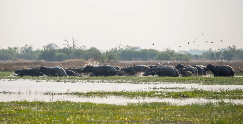 Hippos (Hippopatamus amphibius), group in the water, startled, running out of the water, Okavango Delta, Moremi Game Reserve, Botswana