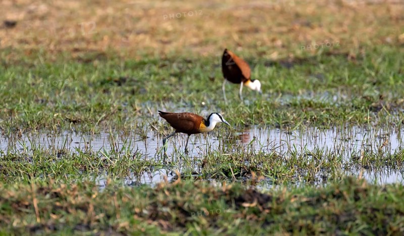 Blue-fronted Jacamar Sandgrouse (Actophilornis africanus) foraging in the water, Okavango Delta, Moremi Game Reserve, Botswana