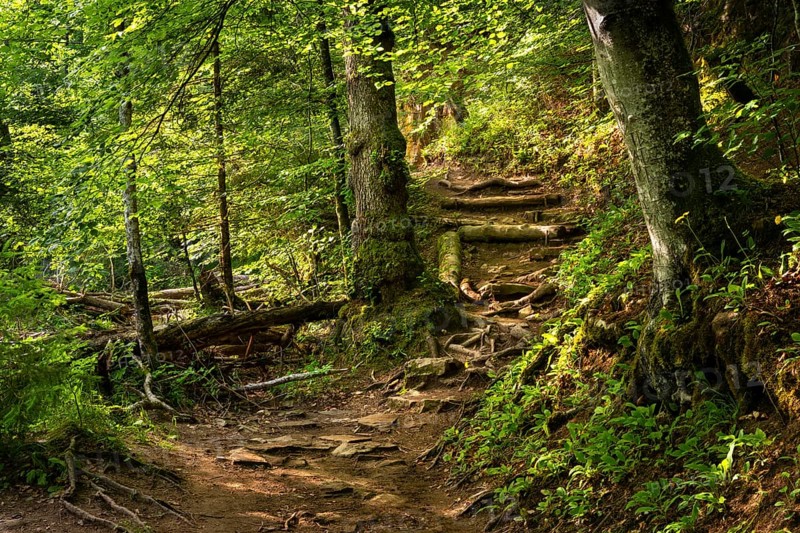 Hiking trail in the forest. Wutach Gorge, Upper Black Forest, Baden-Württemberg, Germany