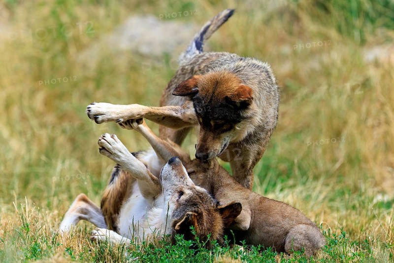 Playful interaction between adult wolves and a pup in the meadow, Timberwolf, wolf, American wolf, (Canis lupus lycaon), pup, Germany