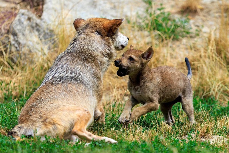 Wolf pup showing playful behaviour towards an adult wolf in the wild, Timberwolf, wolf, American wolf, (Canis lupus lycaon), pup, Germany