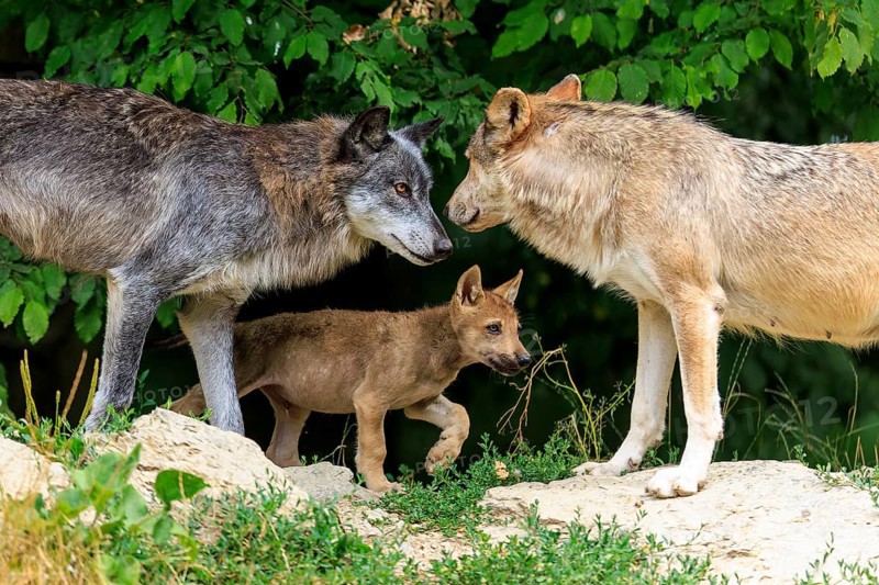 Two adult wolves and a pup interacting in a natural environment, Timberwolf, wolf, American wolf, (Canis lupus lycaon), pup, Germany
