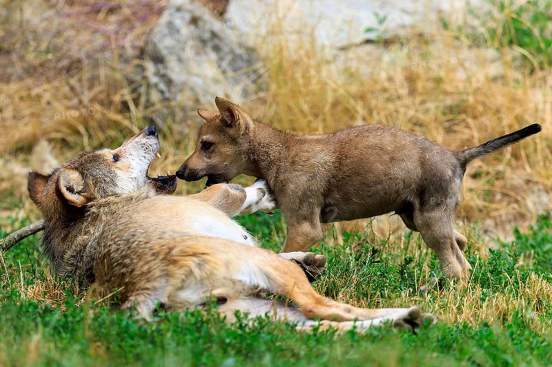 Wolf pup playfully interacting with a lying adult wolf, Timberwolf, wolf, American wolf, (Canis lupus lycaon), pup, Germany