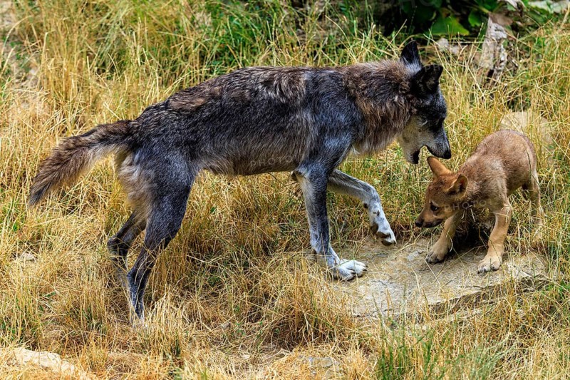 Adult wolf interacting affectionately with a puppy in a meadow, Timberwolf, wolf, American wolf, (Canis lupus lycaon), puppy, Germany