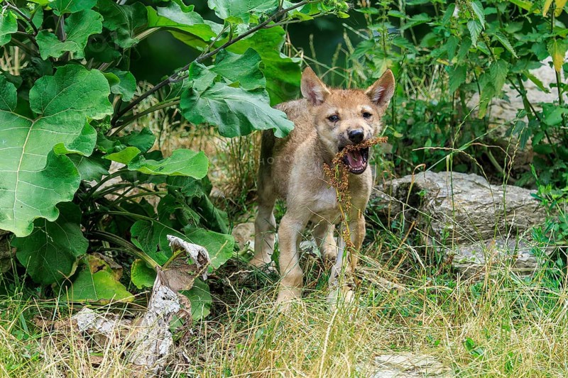 A wolf pup playing curiously near large leaves in the undergrowth, Timberwolf, wolf, American wolf, (Canis lupus lycaon), pup, Germany