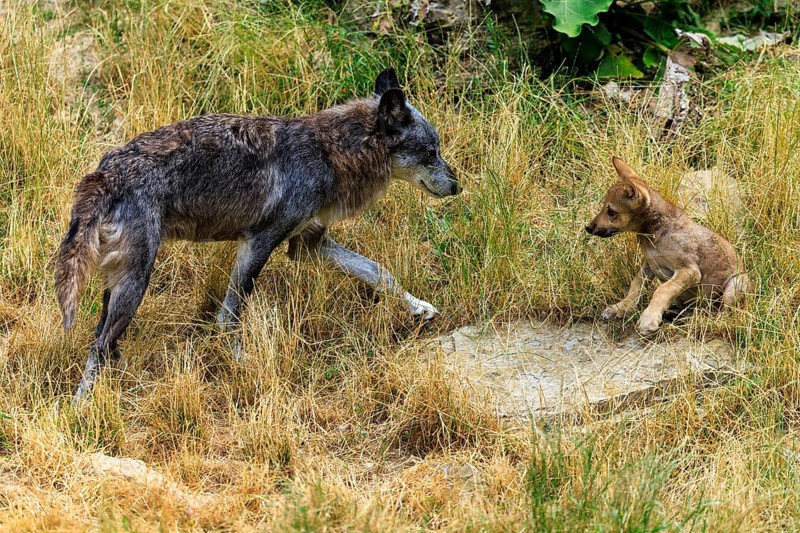 An adult wolf approaches a pup in a meadow, Timberwolf, wolf, American wolf, (Canis lupus lycaon), pup, Germany