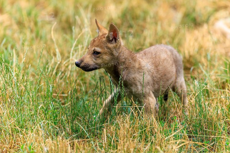 A wolf pup walks curiously through the tall grass, Timberwolf, wolf, American wolf, (Canis lupus lycaon), pup, Germany