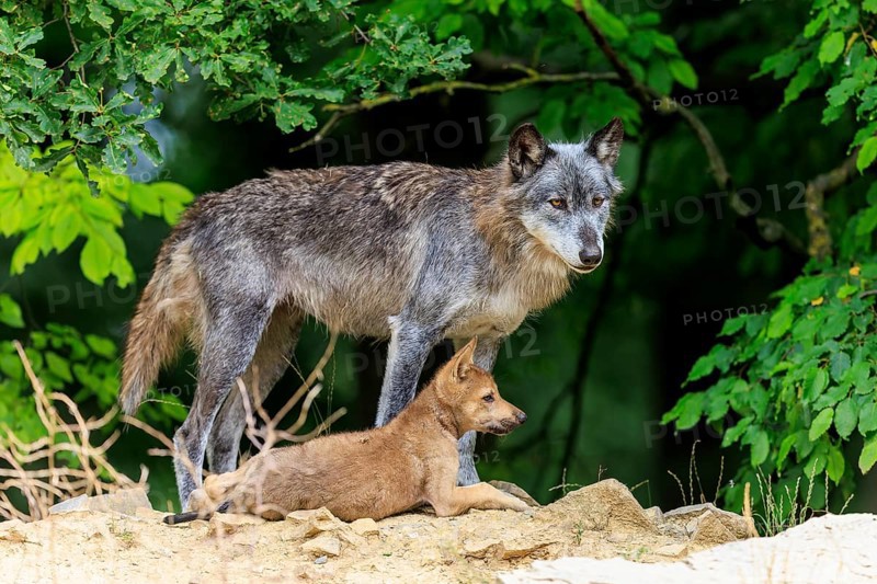 Old wolf and pup standing quietly in front of dense vegetation, Timberwolf, wolf, American wolf, (Canis lupus lycaon), pup, Germany