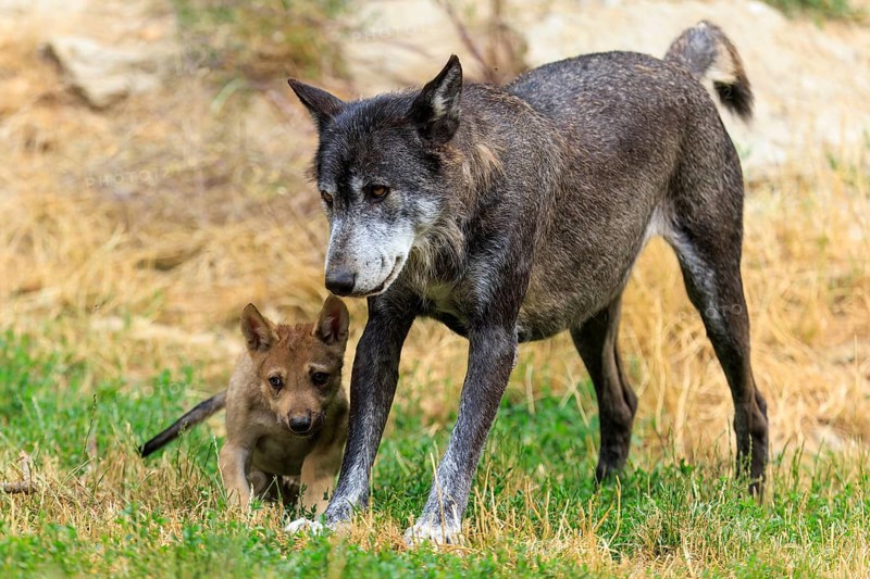 Older wolf walks with a young pup through a grassy environment, Timberwolf, wolf, American wolf, (Canis lupus lycaon), pup, Germany