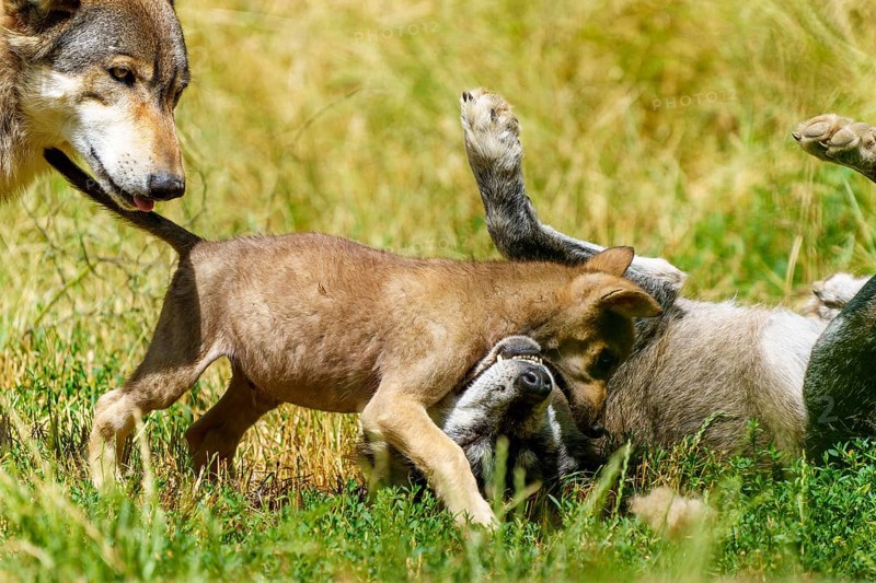 A wolf pup interacts curiously with another wolf lying on the meadow, Timberwolf, wolf, American wolf, (Canis lupus lycaon), pup, Germany