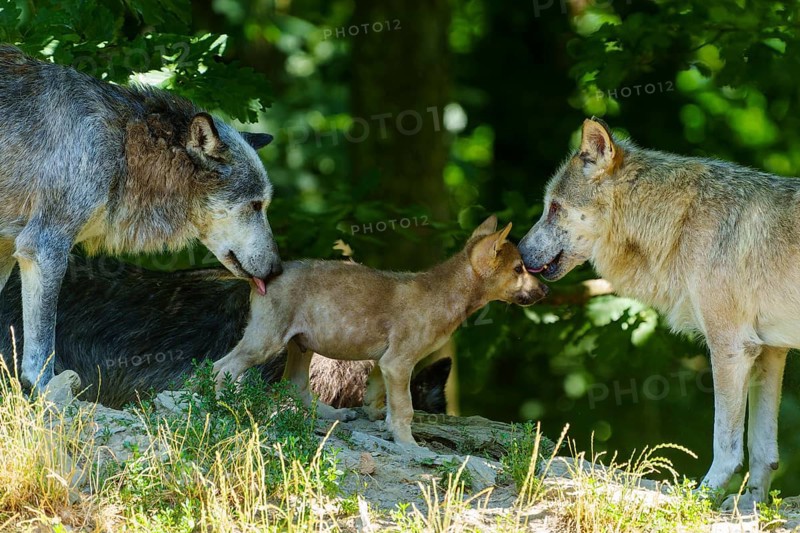 A wolf pup meets two adult wolves in the countryside, Timberwolf, wolf, American wolf, (Canis lupus lycaon), pup, Germany
