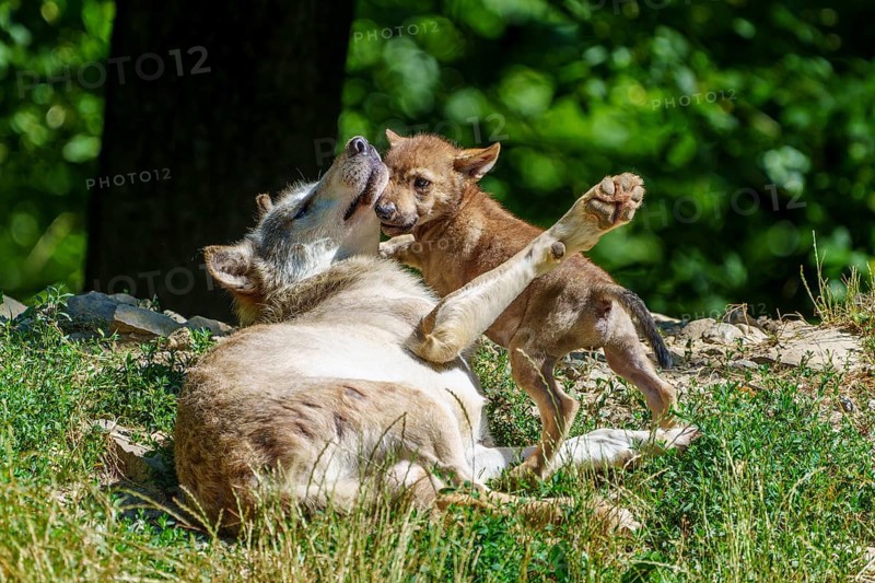 A wolf pup playing with an adult wolf in the green grass, Timberwolf, wolf, American wolf, (Canis lupus lycaon), pup, Germany