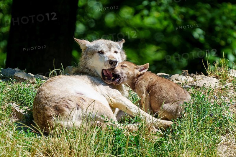 A puppy cuddles up to a resting wolf in nature, Timberwolf, wolf, American wolf, (Canis lupus lycaon), puppy, Germany