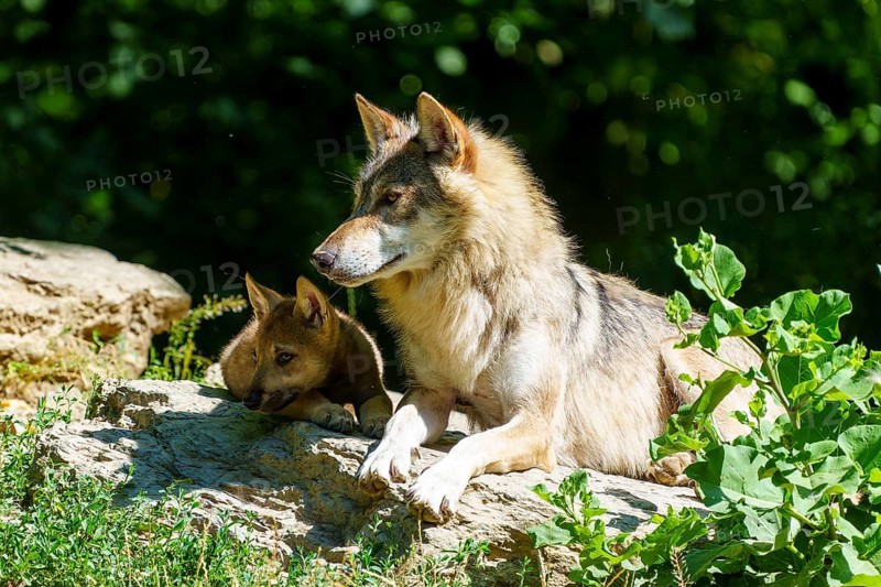 A wolf with pup on a stone, enjoying the summer atmosphere outdoors together, Timberwolf, wolf, American wolf, (Canis lupus lycaon), pup, Germany