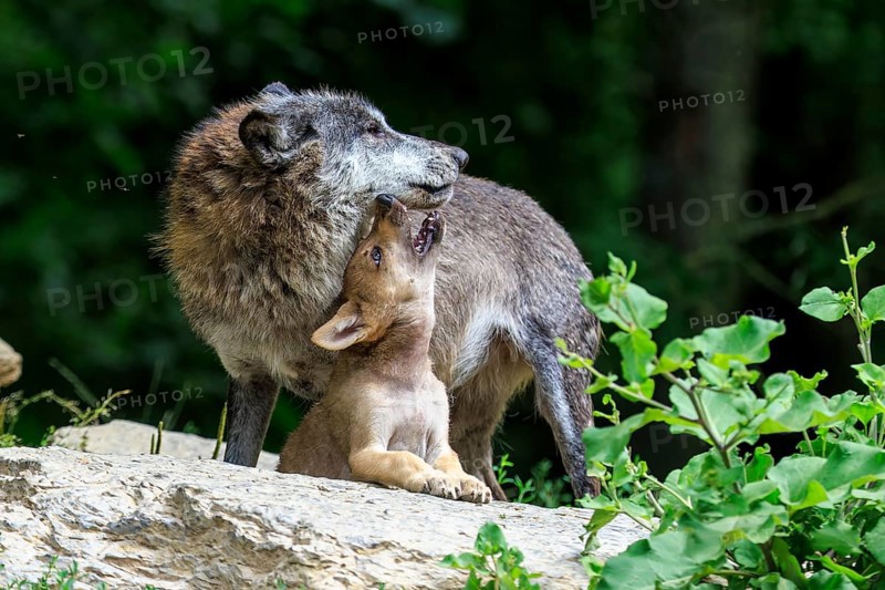 A wolf and its pup show closeness and care for each other, Timberwolf, wolf, American wolf, (Canis lupus lycaon), pup, Germany