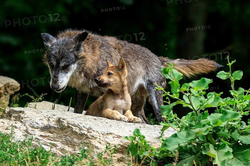 A wolf and its pup resting on a rock surrounded by greenery, Timberwolf, wolf, American wolf, (Canis lupus lycaon), pup, Germany