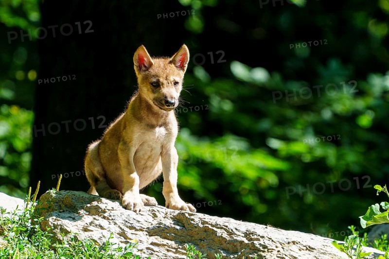 An attentive puppy sits on a stone, surrounded by summer forest landscape, Timberwolf, wolf, American wolf, (Canis lupus lycaon), puppy, Germany