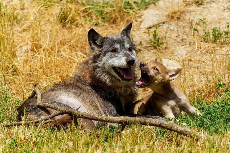 A wolf and a pup resting in a sunny meadow surrounded by dry grass, Timberwolf, wolf, American wolf, (Canis lupus lycaon), pup, Germany