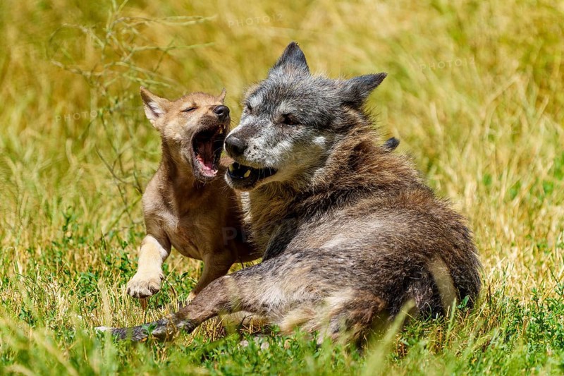 A happy young wolf and a puppy playing in the grass, Timberwolf, wolf, American wolf, (Canis lupus lycaon), puppy, Germany