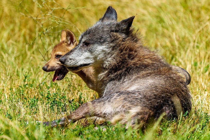 A wolf and a pup resting together on a summer meadow, Timberwolf, wolf, American wolf, (Canis lupus lycaon), pup, Germany