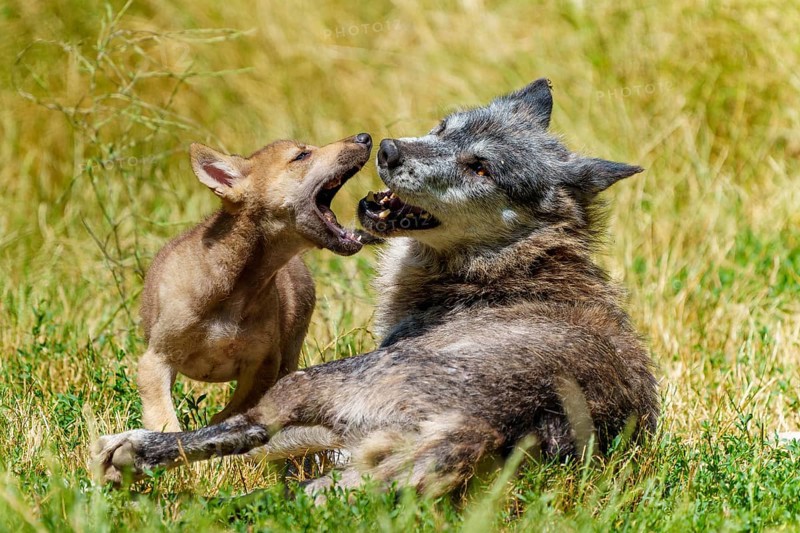 A wolf and its puppy playing in a sunny meadow, Timberwolf, wolf, American wolf, (Canis lupus lycaon), puppy, Germany
