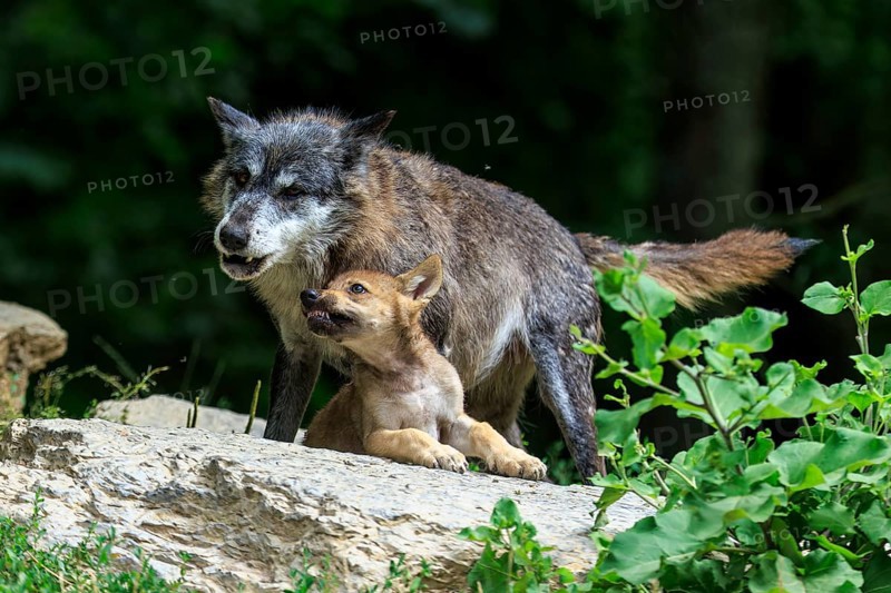 A wolf protects its pup on a rock surrounded by plants, Timberwolf, wolf, American wolf, (Canis lupus lycaon), pup, Germany