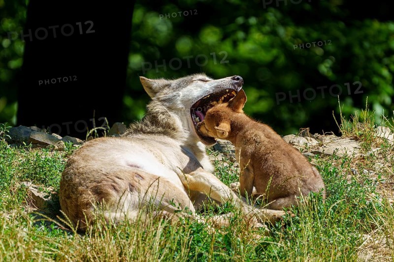 A puppy playing with a lying wolf in the grass, Timberwolf, wolf, American wolf, (Canis lupus lycaon), puppy, Germany