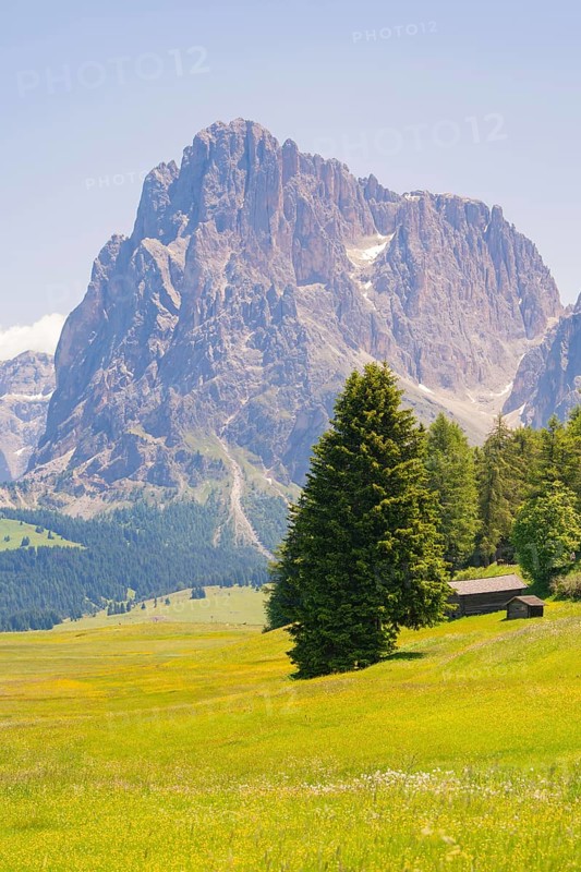 Single tree in a meadow against an impressive mountain backdrop, Alpe di Siusi, Dolomites, South Tyrol, Italy
