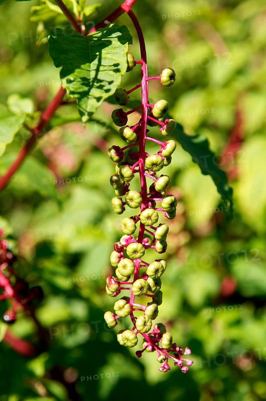 Fruit of the American Pokeweed (Phytolacca americana), Marksboro, New Jersey, USA