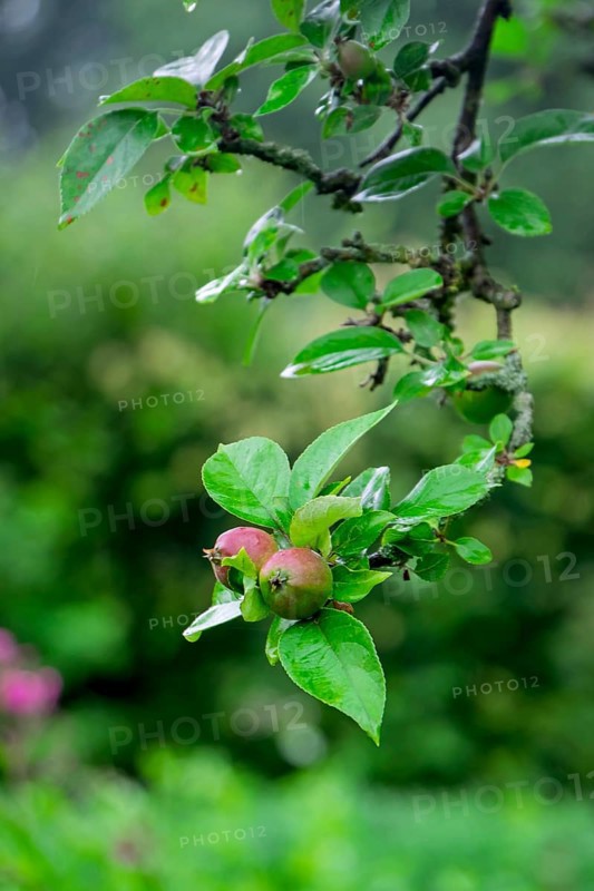 Green, unripe apples (Malus) on a tree, North Rhine-Westphalia, Germany