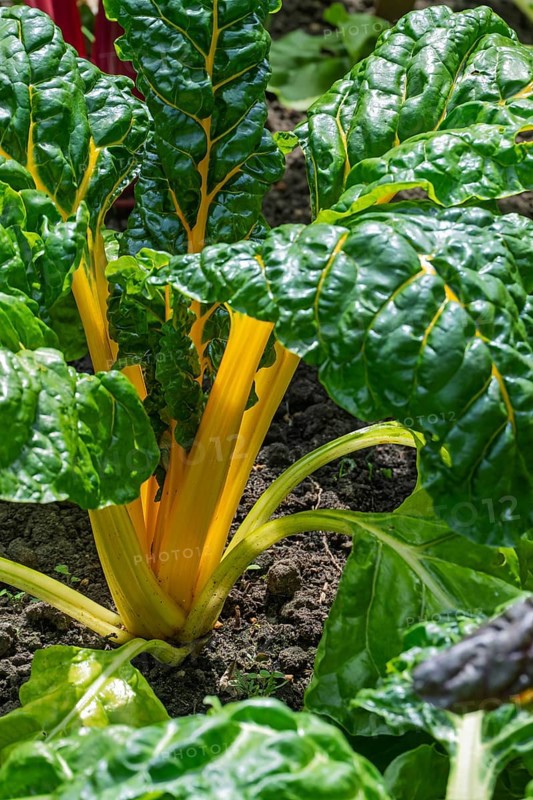 Chard, yellow-stemmed, vegetable patch, North Rhine-Westphalia, Germany
