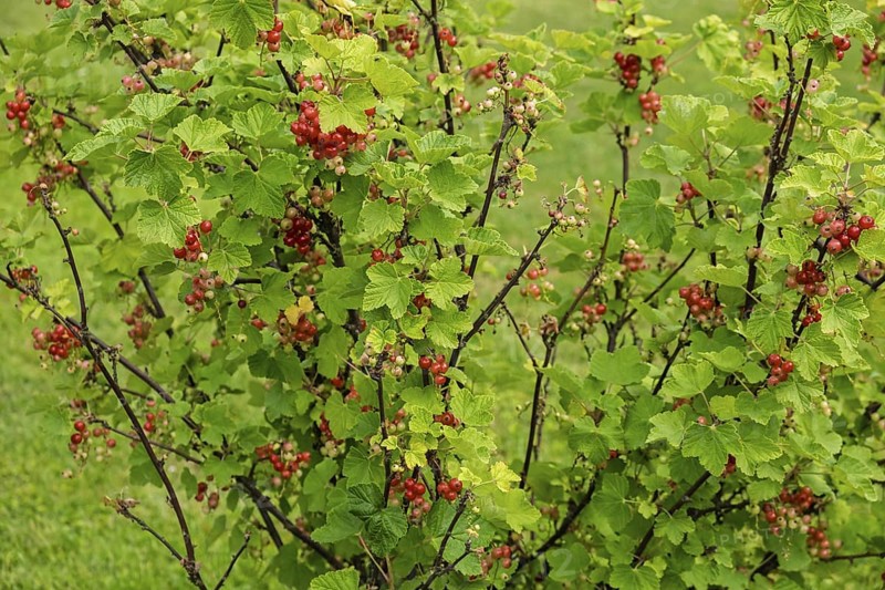 Currant bush (Ribes rubrum) with unripe and ripe berries, Netherlands