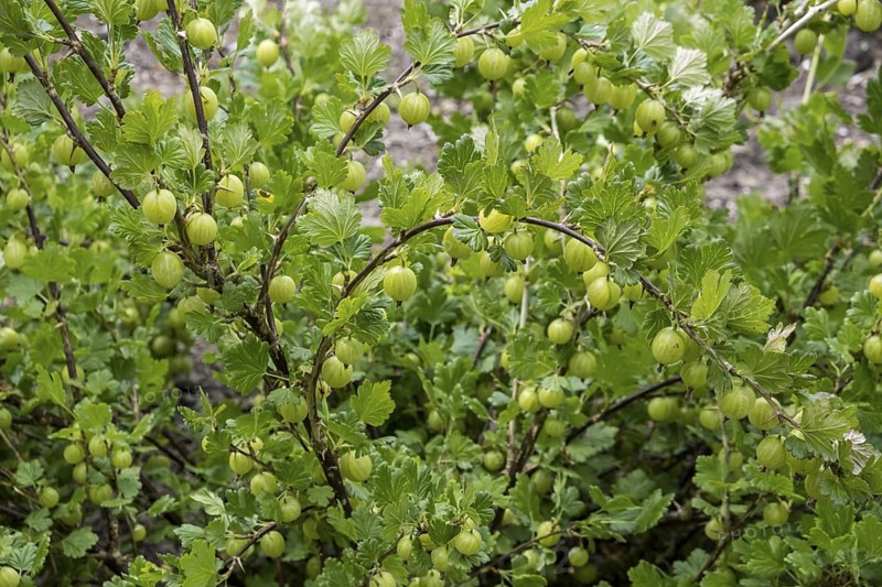 Gooseberry bush with fruits, Gooseberry (Ribes uva-crispa), Netherlands