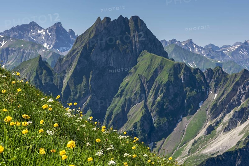 Mountain panorama with various mountain flowers from the Laufbacher-Eckweg into the rear Oytal with Käseralpe and to Höfats, 2259m, Allgäu Alps, Allgäu, Bavaria, Germany