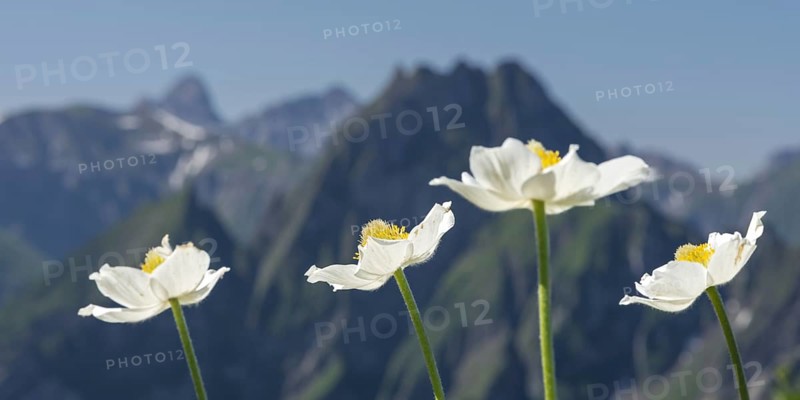 Mountain panorama with white alpine anemones (Pulsatilla alpina ssp. alpina) from Laufbacher-Eckweg to Höfats, 2259m, Allgäu Alps, Allgäu, Bavaria, Germany