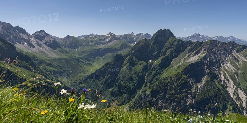 Mountain panorama with various mountain flowers from the Laufbacher-Eckweg into the rear Oytal with Käseralpe and to Höfats, 2259m, Allgäu Alps, Allgäu, Bavaria, Germany