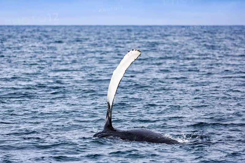 Humpback whale (Megaptera novaeangliae) swimming at the surface, pectoral fin, whale watching in Skjalfandi Bay, Husavik, Húsavík, North Iceland, Iceland