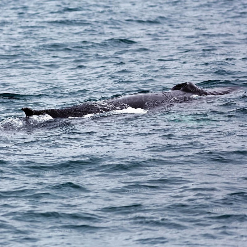 Humpback whale (Megaptera novaeangliae) swimming at the surface, whale watching in Skjalfandi Bay, Husavik, Húsavík, North Iceland, Iceland