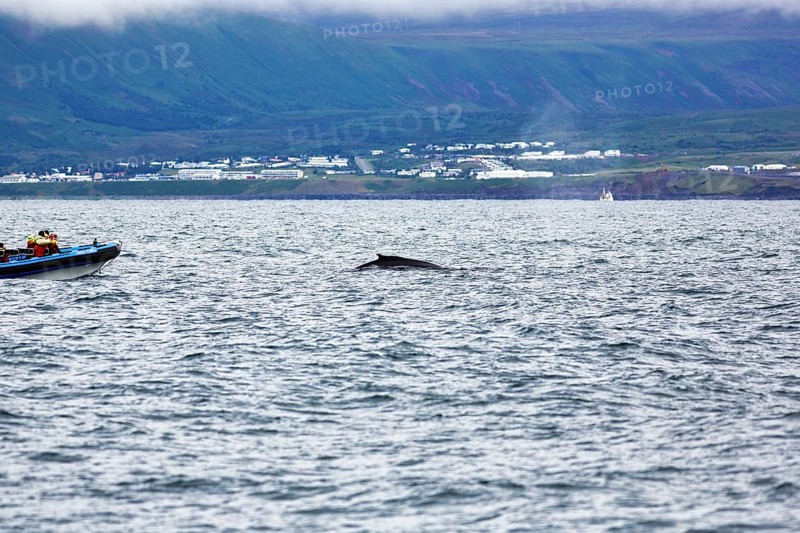 Humpback whale (Megaptera novaeangliae) swimming at the surface, motorboat, whale watching, in Skjalfandi Bay, Husavik, Húsavík, North Iceland, Iceland