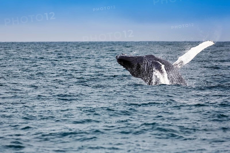Humpback whale (Megaptera novaeangliae), powerful jump with turn, typical breaching, whale watching, Skjálfandi Bay, Husavik, Húsavík, North Iceland, Iceland