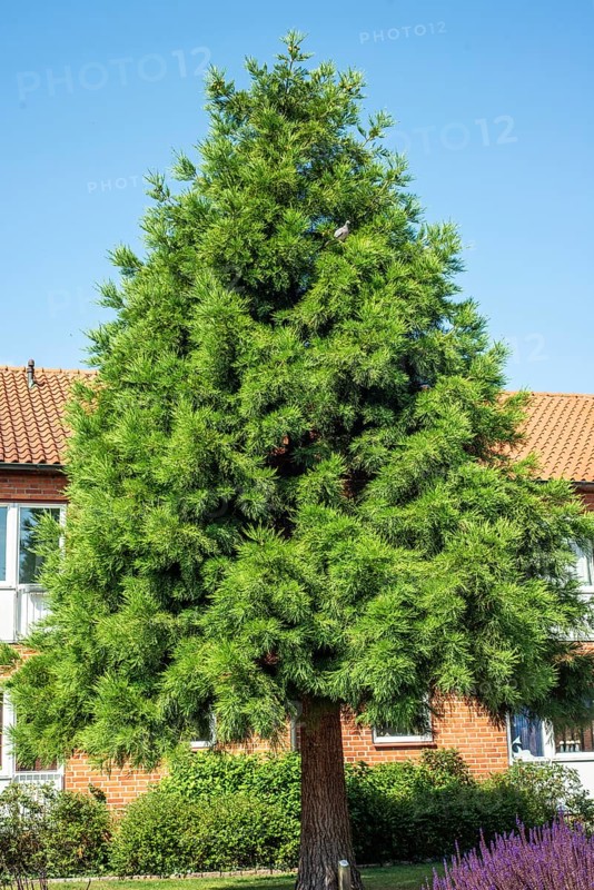 Mammoth tree (Sequioadendron giganteum) planted in a park in Ystad, Skåne County, Sweden, Scandinavia
