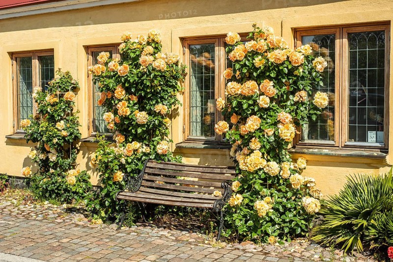 Yellow house with bench and yellow roses at a cobblestone street in Ystad, Skåne County, Sweden, Scandinavia