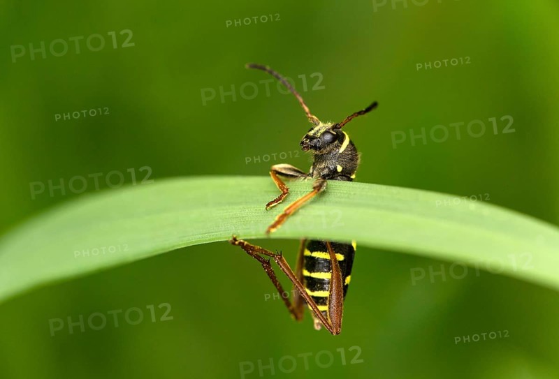 Wasp-like patterned wasp, also common wasp (Clytus arietis), wasp mimicry, Valais, Switzerland