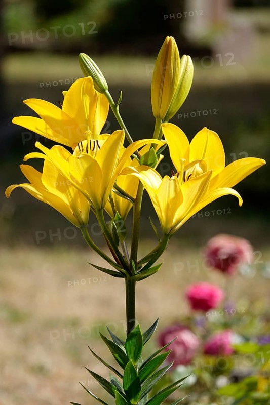 Magnificent lilies, June, Germany