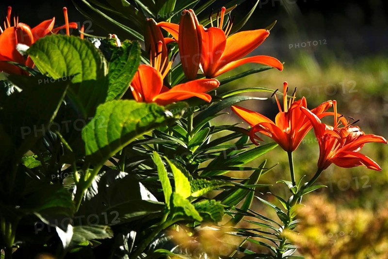 Magnificent lilies, June, Germany