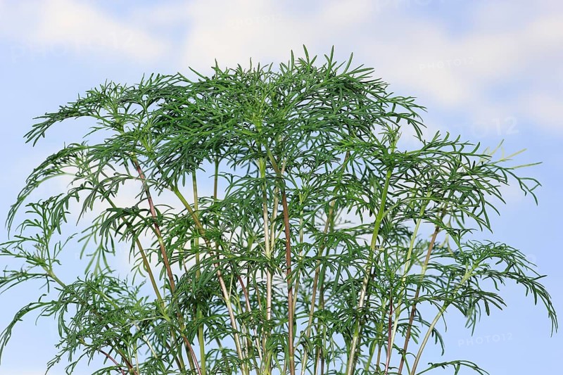 Ornamental basket 'Sensation Mix' (Cosmos bipinnatus), nine weeks after sowing, in the blue sky, North Rhine-Westphalia, Germany