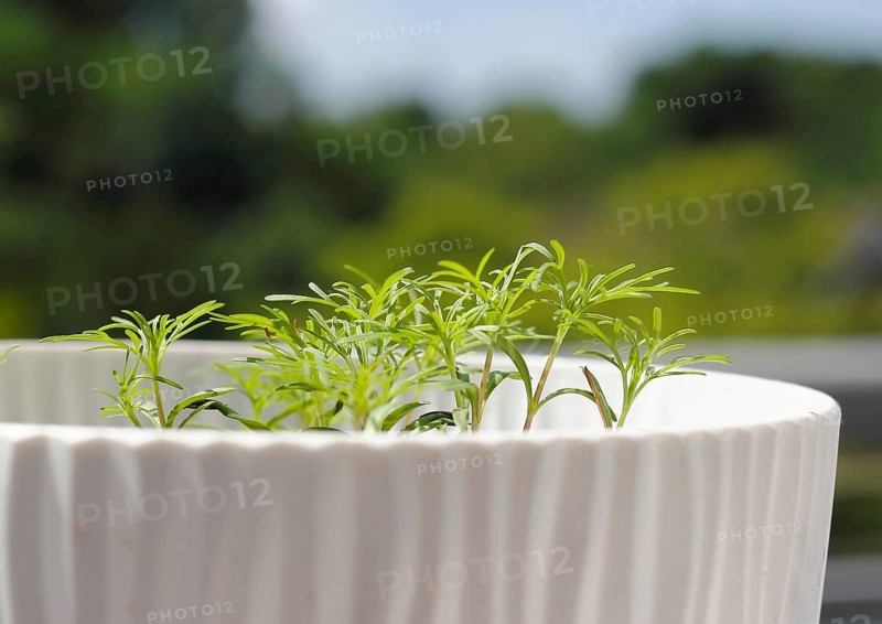 Ornamental basket 'Sensation Mix' (Cosmos bipinnatus), seven weeks after sowing, in a flower pot, North Rhine-Westphalia, Germany