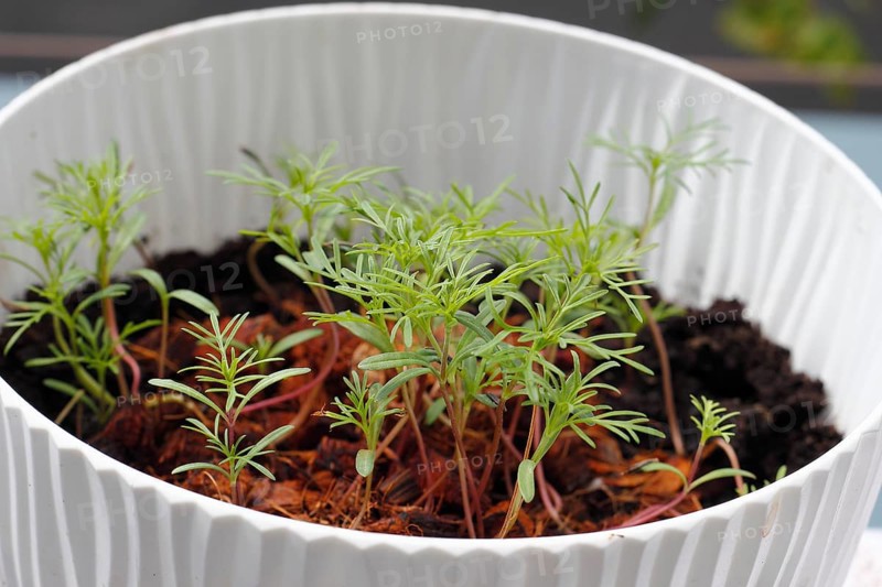 Ornamental basket 'Sensation Mix' (Cosmos bipinnatus), seven weeks after sowing, North Rhine-Westphalia, Germany